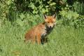 Mammals: Red Fox (Vulpes vulpes)